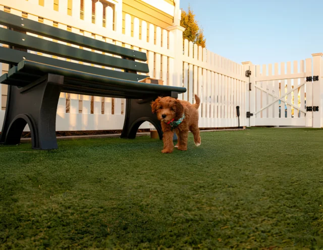 Artificial Grass and Pet Safety
