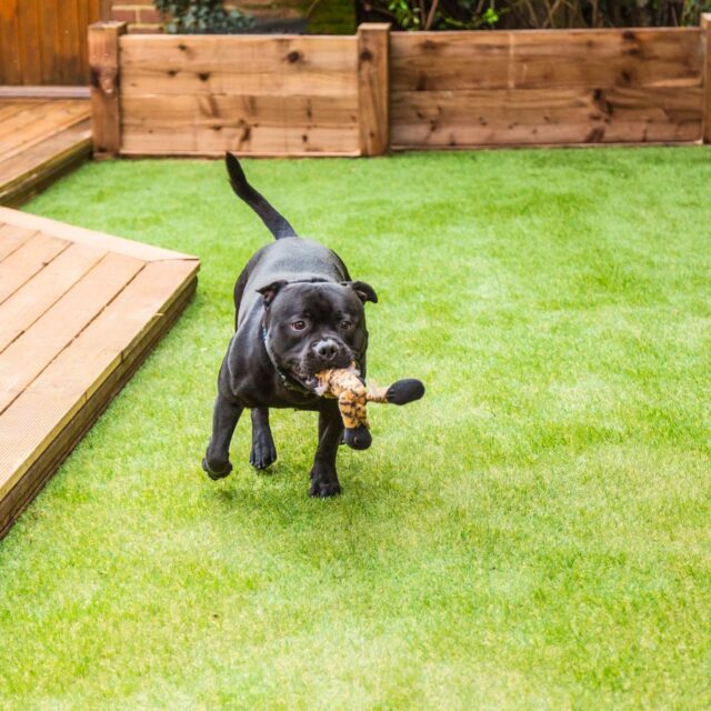 Dog running on a pet-friendly artificial grass lawn